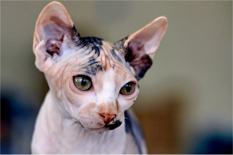 converted image 1763634307806 2