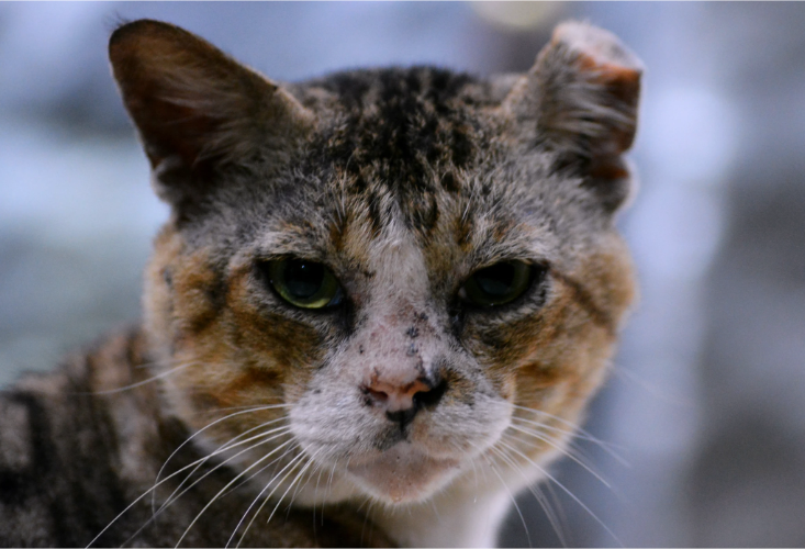 converted image 1763634347324 2