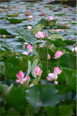 연근 효능 극대화: 1.최고의 음식 궁합과 2.활용 레시피 2 converted image 1769211910890 1